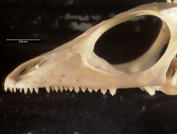 Media type: image;   Herpetology R-132023